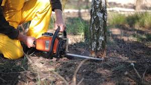 Best Leaf Removal  in Nashvle, IL