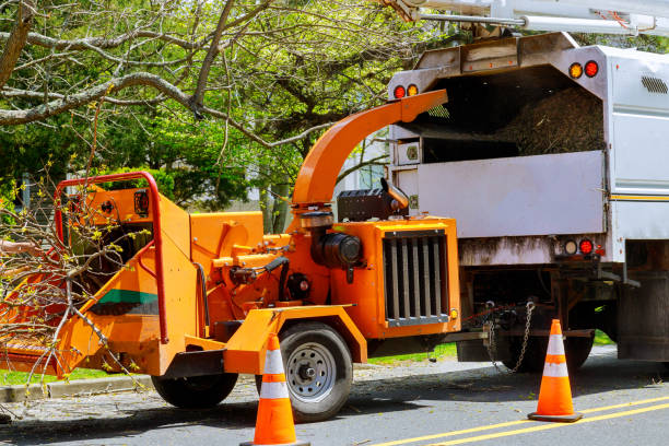 Best Fruit Tree Pruning  in Nashvle, IL
