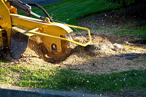 Best Lawn Grading and Leveling  in Nashvle, IL