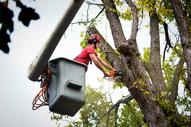 Best Root Management and Removal  in Nashvle, IL